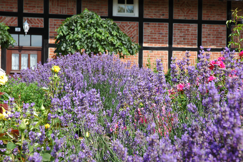 gepflasterte-terrasse-2 Lavendel im Pflanzenfeld