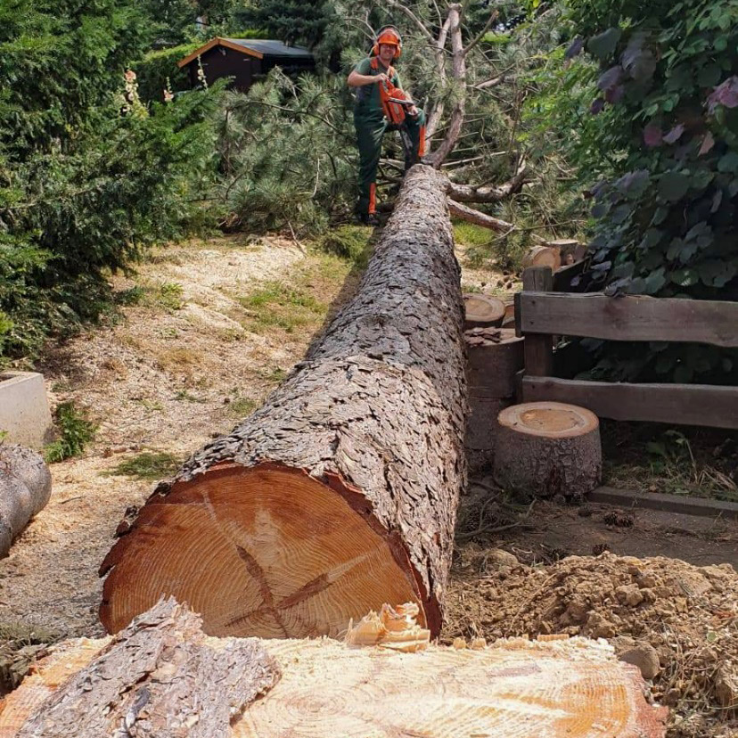 Baumpflege Baumpflegearbeiten