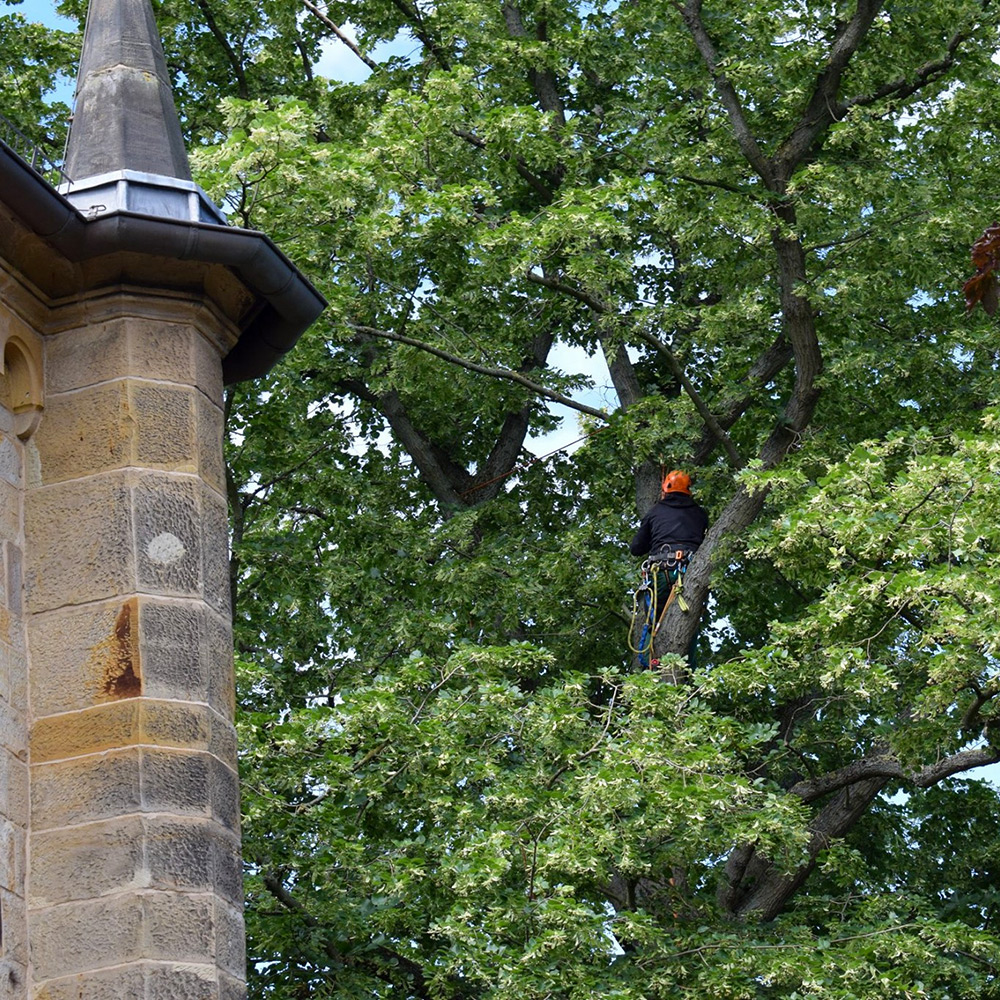 Baumpflege Baumpflege