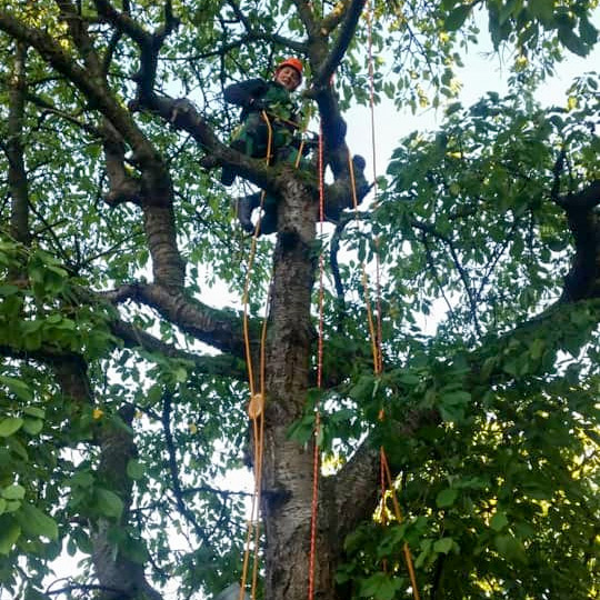 Baumpflege Gehölzarbeiten