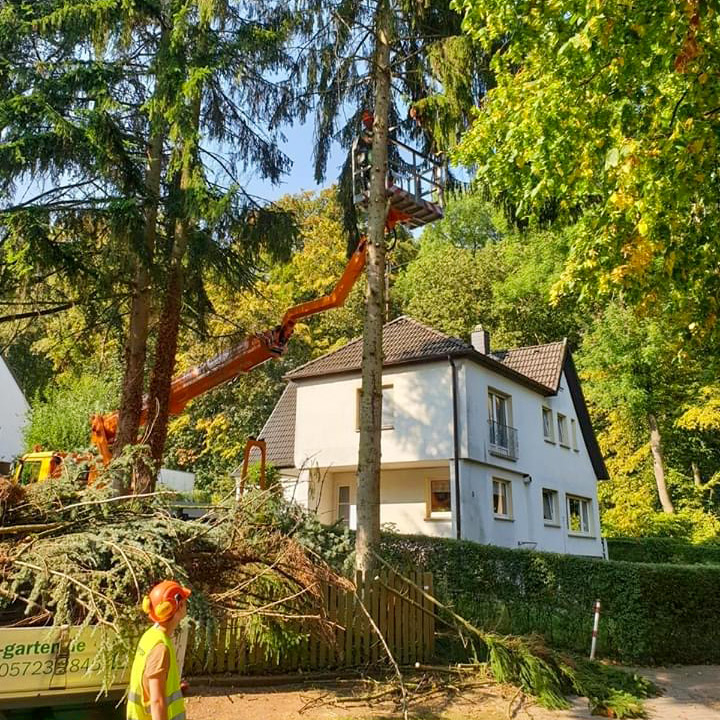 Baumpflege